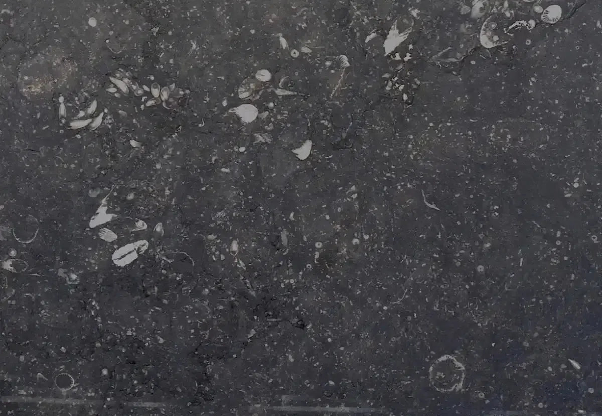 Dark gray fossiliferous limestone in Pierre Bleue Marble collection.