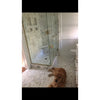 Bathroom featuring Calacatta Gold Pencil Liner and a Golden Retriever beside marble shower